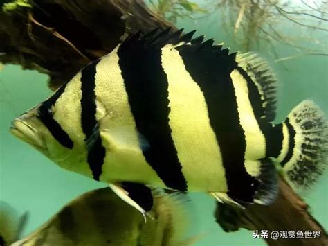 虎邊 養魚|魚友經驗總結：虎魚飼養治療及挑選